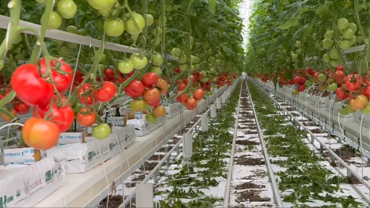 Fresh Start: EcoChain's Debut Harvest Ushers in a New Era of Organic Tomatoes