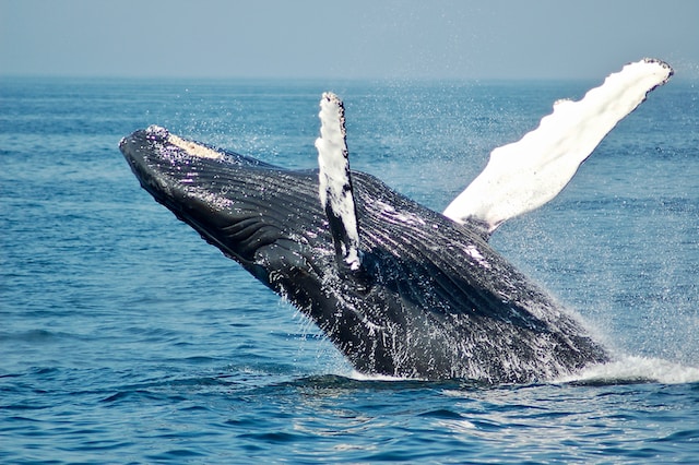 妻子误丢7500枚比特币！英国早期巨鲸罕见诉讼 试图取得开挖垃圾场权限
