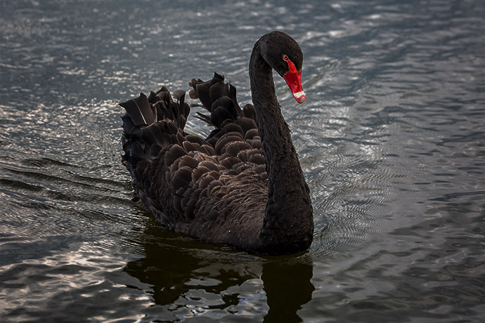 市场意外飞出“黑天鹅”！币安、DeepSeek引爆飙涨行情 昔日华人首富罕见发声