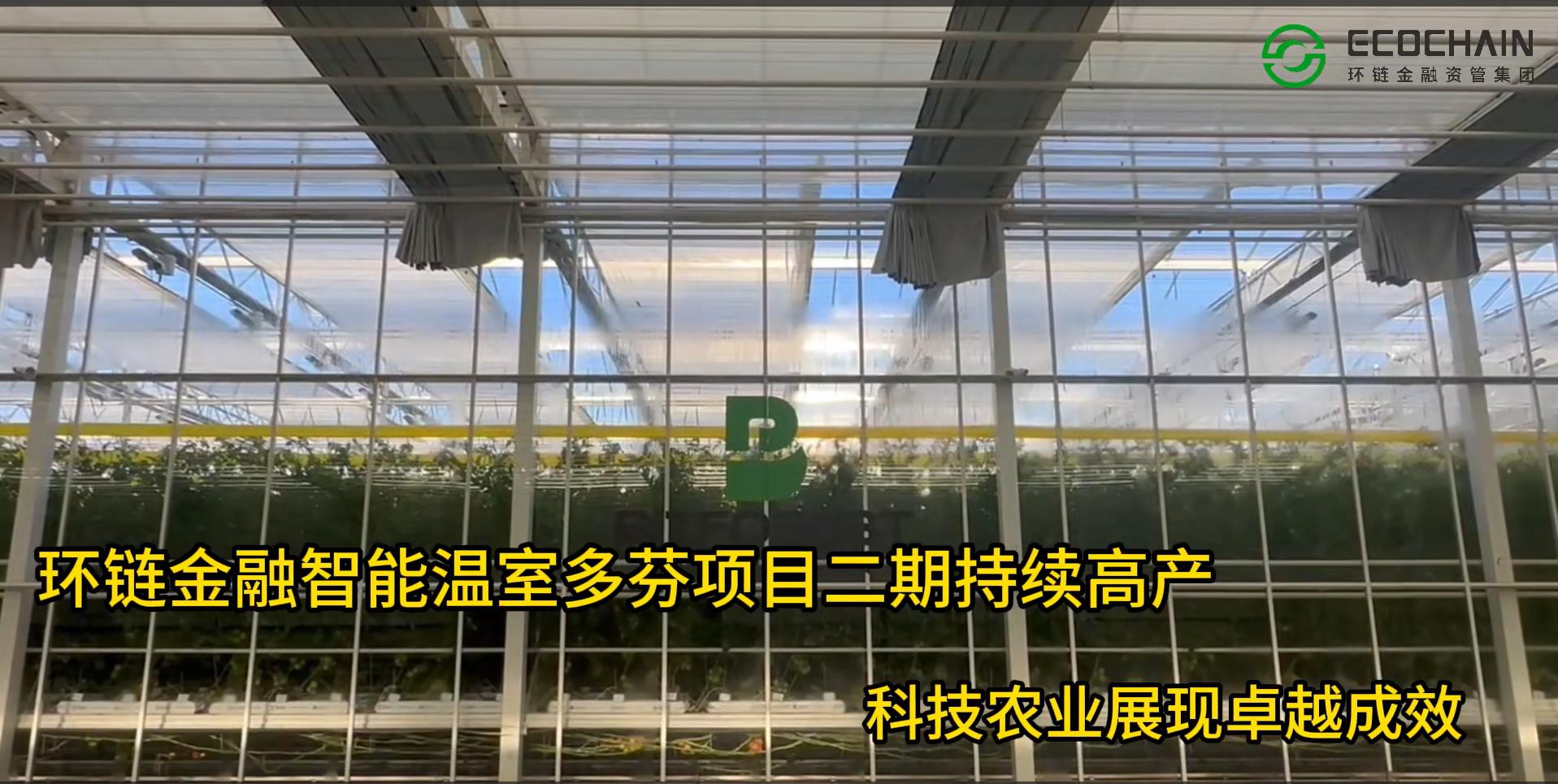 环链金融智能温室多芬项目二期持续高产 科技农业展现卓越成效