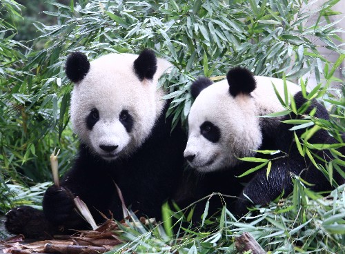 中国赠台大熊猫“团团”病情恶化 大陆拟选派两专家赴台诊治