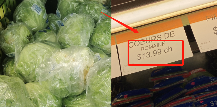疯了！加拿大生菜又要大涨价！可能一直要贵到夏天