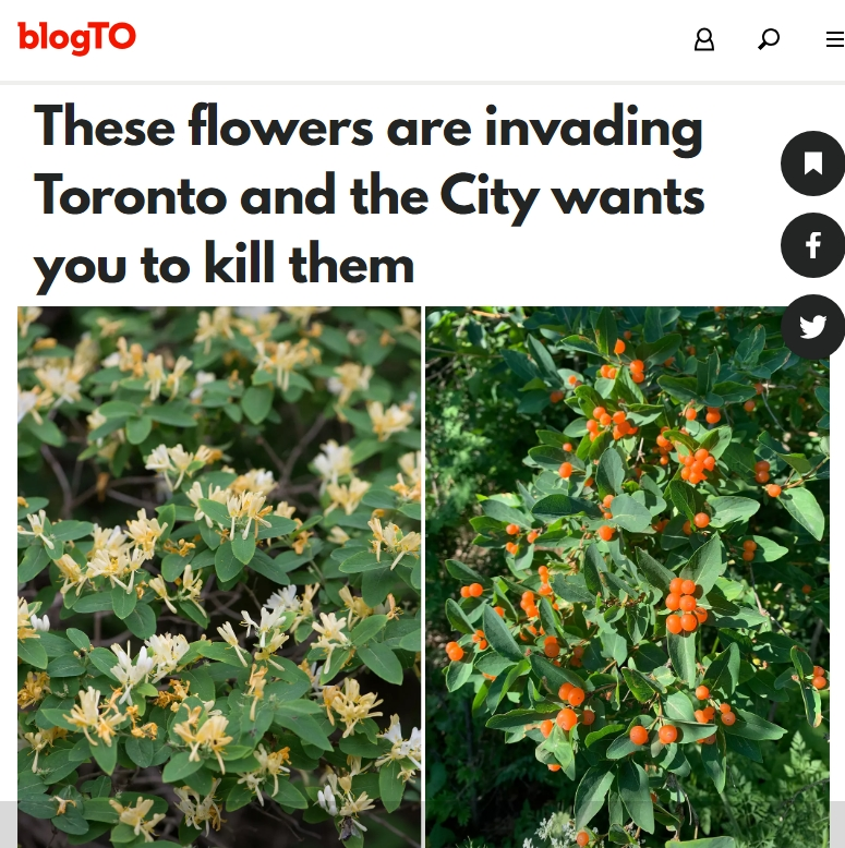 多伦多市府紧急通知：“看到这种野花赶紧采”！华人笑了！