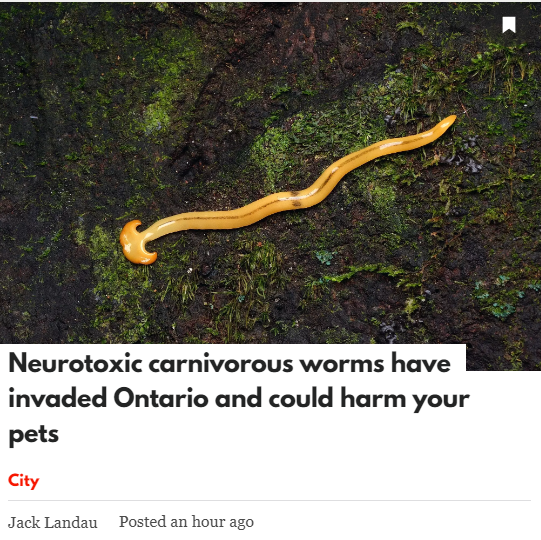恐怖！带毒蠕虫入侵大多伦多，含河豚毒素，这些人小心！