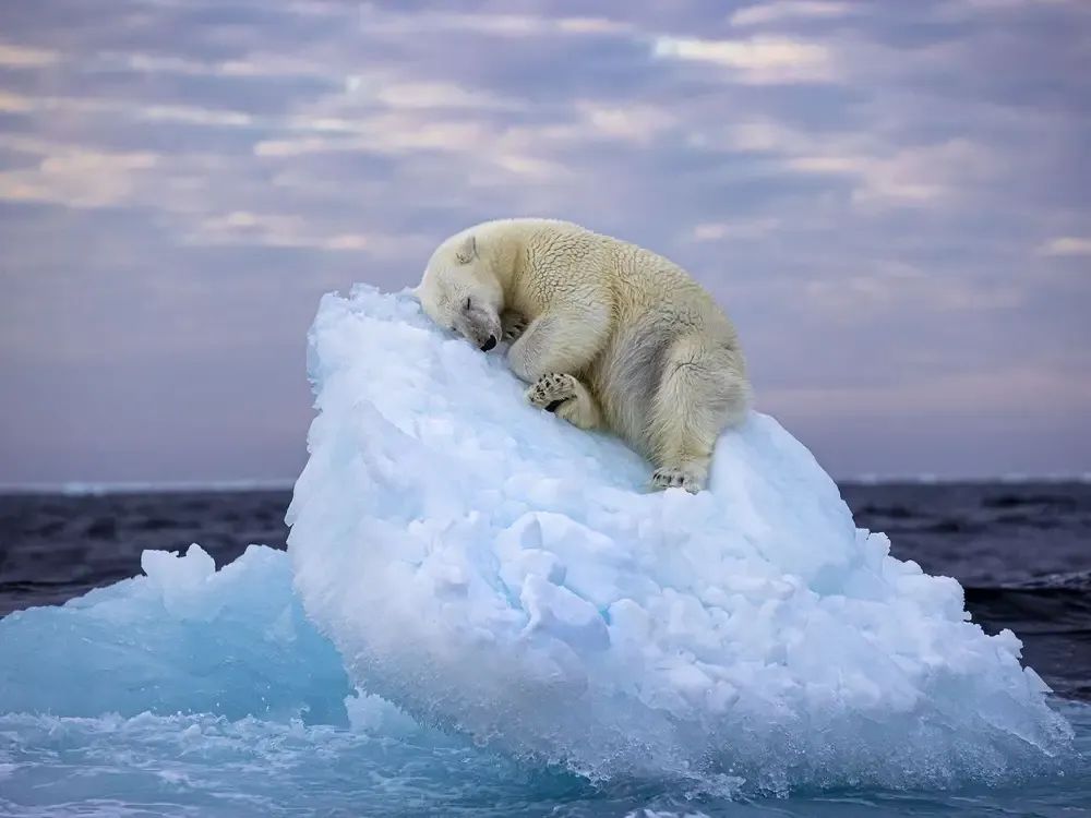 “孤独守望者” 至纯极地与北极熊，看一眼少一眼了…… 抓住最后的机会去拜访！