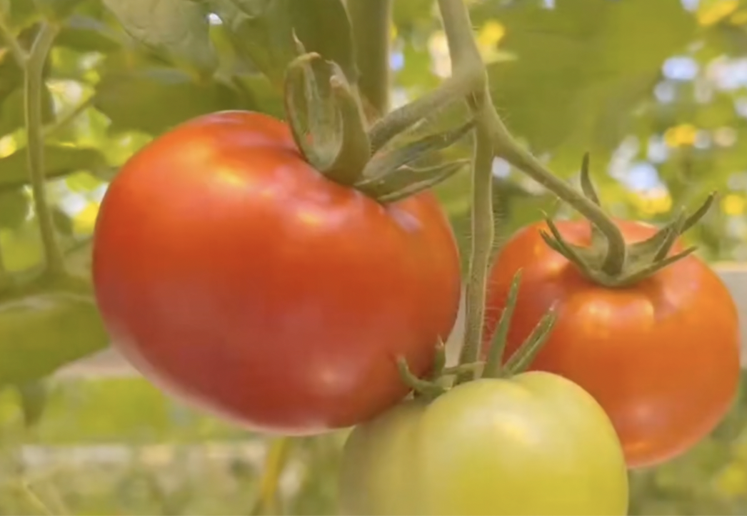 环链金融智能温室新进展：突破技术壁垒，点亮全年丰收之路