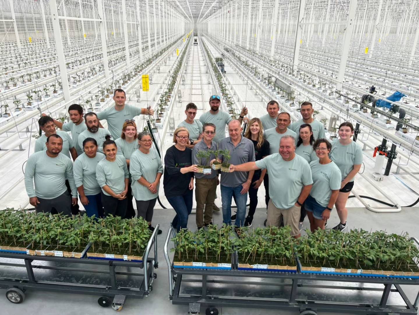 Vermillion Growers：引领现代化温室番茄生产的新纪元